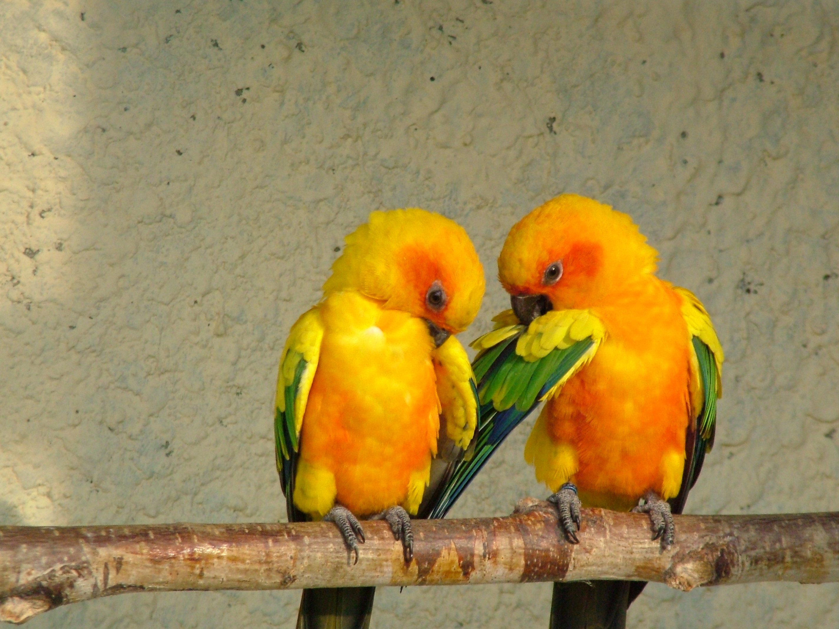 yellow birds