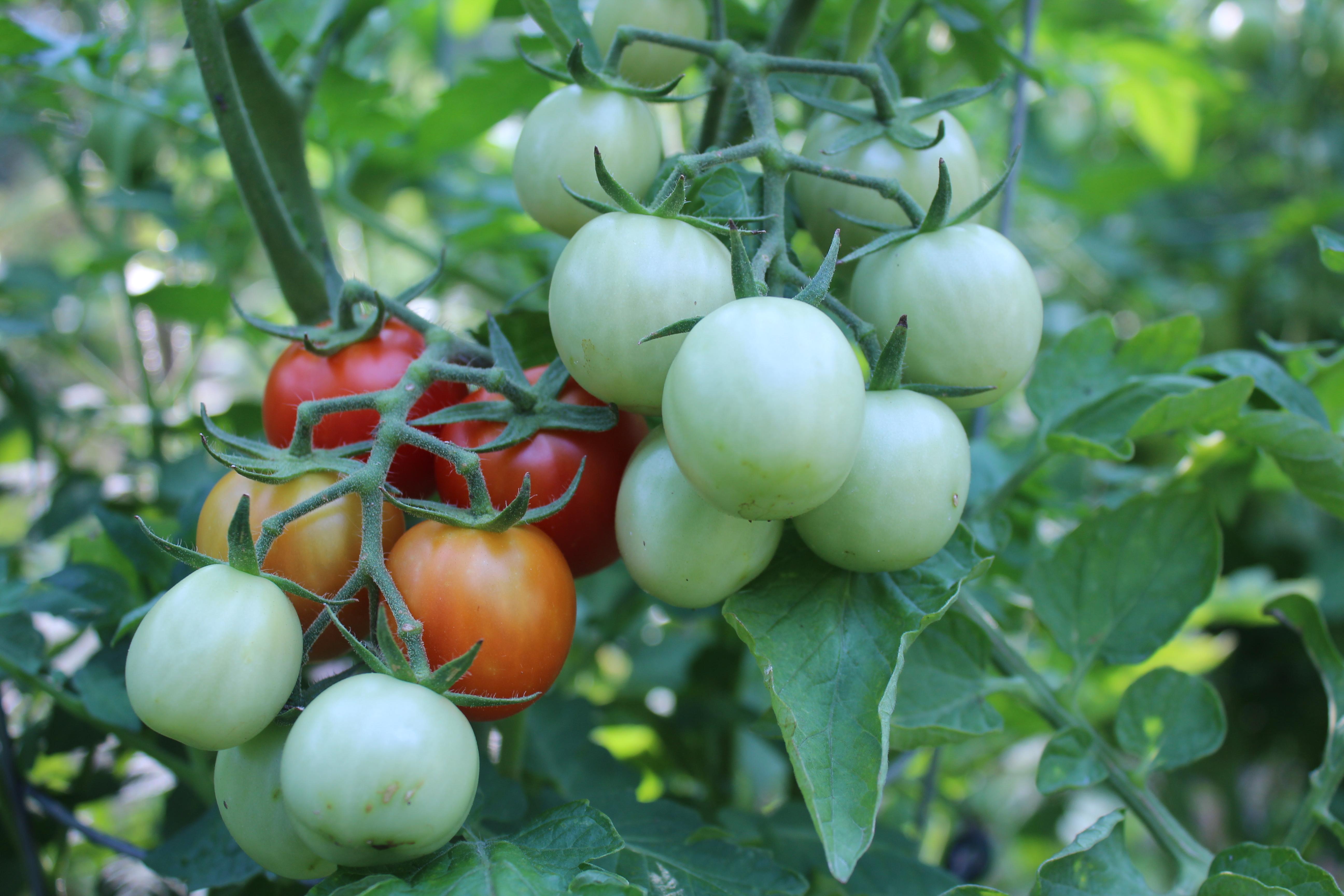 tomatoes