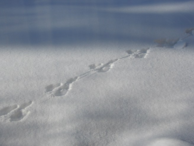snow tracks