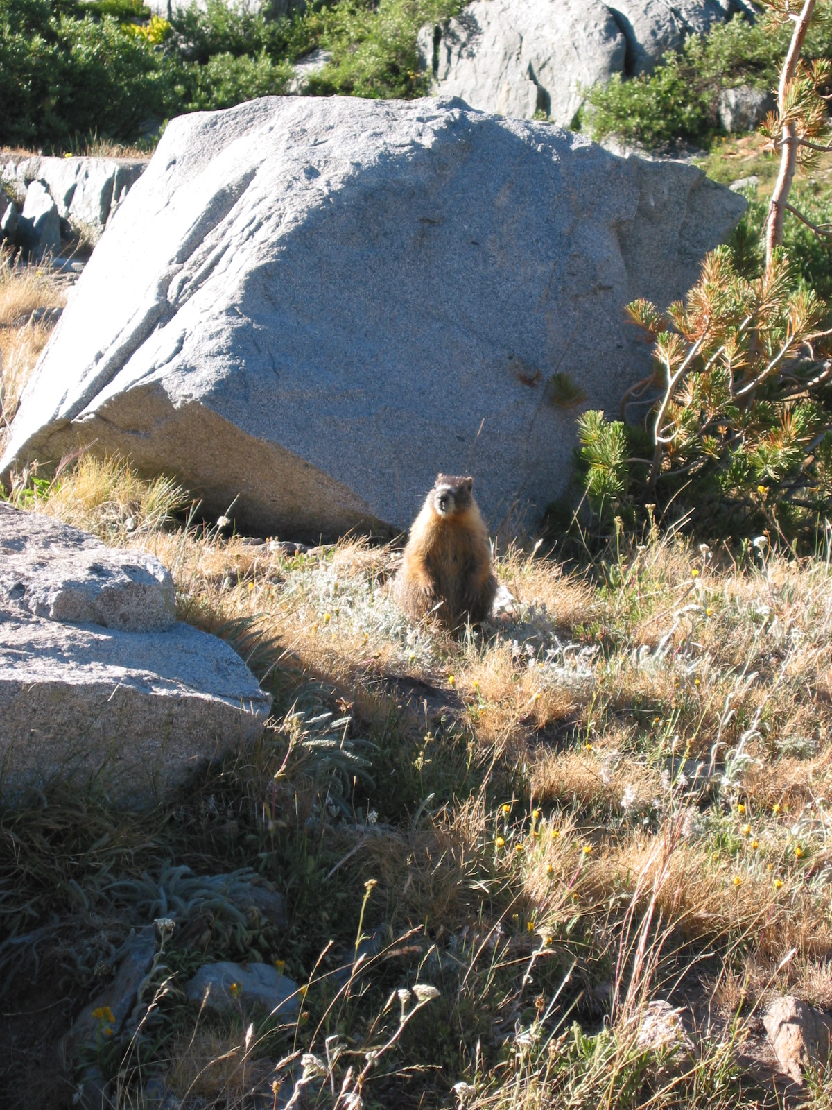 marmot