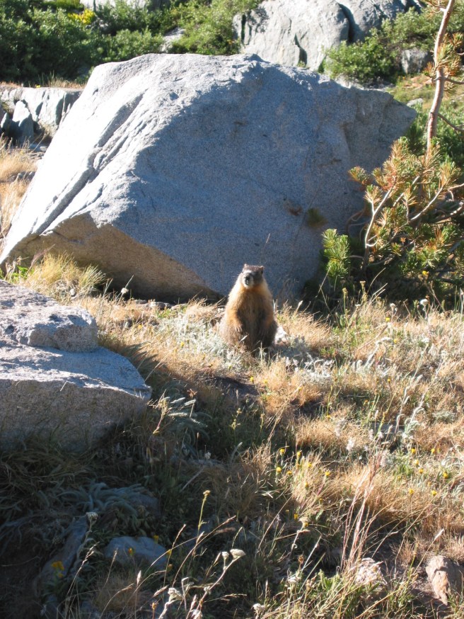 marmot
